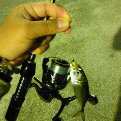 癒しのアジング！❤